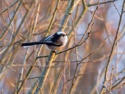 Long-tailed tit (Aegithalos caudatus) adult bird perched on a willow tree branch, in late winter