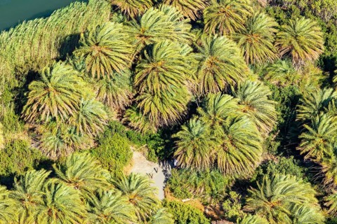 Preveli palm forest, Rethymno, Crete, Greek Islands, Greece, Europe