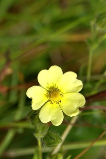 Golden cinquefoil (Potentilla aurea), yellow flower, medicinal plant, on a forest path, Wilnsdorf,