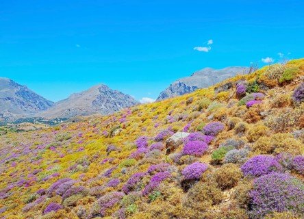 Wild thyme bushes blooming, Kourtaliótiko gorge, Rethymno, Crete, Greek Islands, Greece, Europe