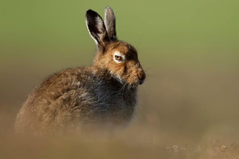 Mountain hare (Lepus timidus) adult animal in its summer coat resting on a hillside, Cairngorm