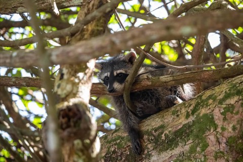 North American raccoon (Procyon lotor) sitting in a tree, Parque Nacional Cahuita, Costa Rica,