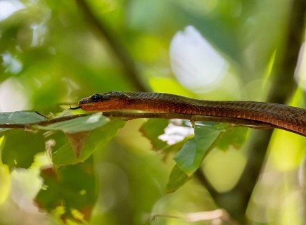 American whipsnake (Mastigodryas melanolomus), snake slithering on a branch, in the rainforest,