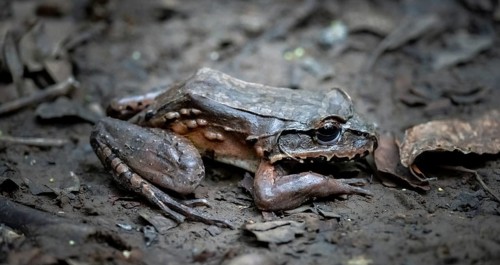 South American bullfrog (Leptodactylus pentadactylus), on the forest floor, at night, Puntarenas