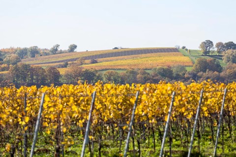 The grape varieties take on different colours in autumn in the vineyards in Proschwitz and the