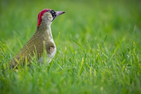 Green woodpecker (Picus viridis), young bird foraging in meadow, Rosensteinpark, Stuttgart,