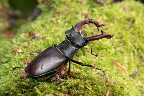 Stag beetle (Lucanus cervus), horned beetle, fire beetle, male with large mandibles, upper jaw,