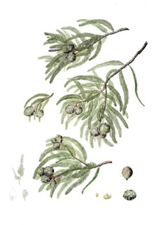 Bald cypress, Taxodium distichum, also Deciduous cypress, tree, digitally improved reproduction of