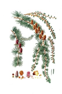 Hanging Black Silk Pine, Pinus pendula, Black larch, tree, digitally enhanced reproduction of an