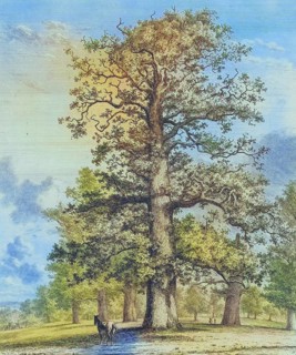 Famous old trees, The Tall Oak at Fredville, Fredville Park, has been known since the late 18th
