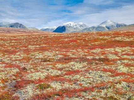 Autumn landscape in Rondane National Park, tundra, snowy peaks in the background, Oppland, Norway,