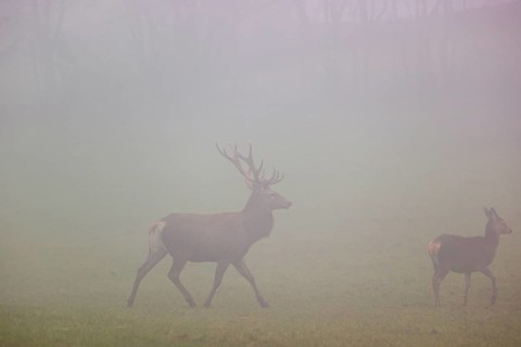 A red deer stag (Cervus elaphus) and a hind run across a meadow at dawn in dense fog