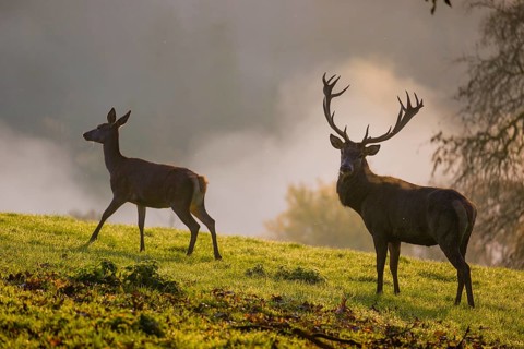 A red deer hind and a stag (Cervus elaphus) stand backlit on a meadow. Early morning light with a