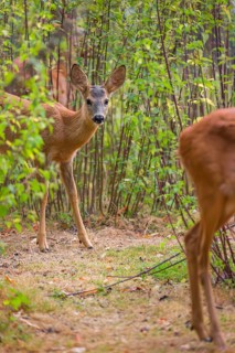 A roe deer fawn (Capreolus capreolus) stands behind its mother in a nettle thicket