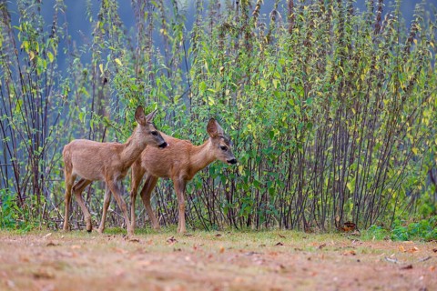 Two roe deer fawns (Capreolus capreolus) cross a meadow