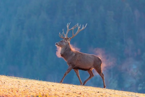 A red deer (Cervus elaphus) crosses a meadow covered in hoar frost in the first light of day. Its