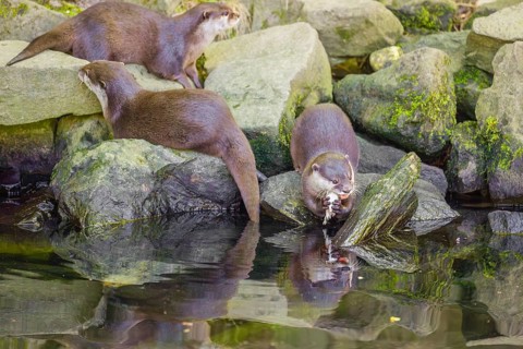 Three oriental small-clawed otter or Asian small-clawed otter (Aonyx cinerea) are standing on a