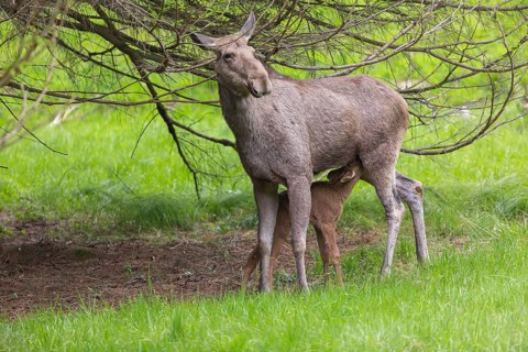 Moose (Alces alces) cow suckling her 10 days old calf under a tree with green grass around