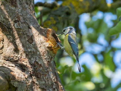 Blue Tit (Parus caeruleus), adult bird perched at its nest entrance with a caterpillar in its beak
