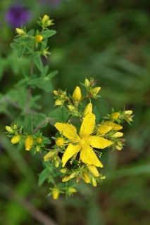 Common St John's wort (Hypericum perforatum), spotted St John's wort or common St John's wort