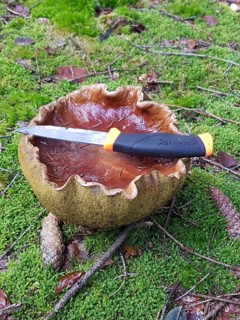 Boletus (Boletus edulis) large specimen, comparison with a knife, Allgäu, Bavaria, Germany, Allgäu,