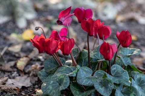 Cyclamen hederifolium (Cyclamen hederifolium), Emsland, Lower Saxony, Germany, Europe