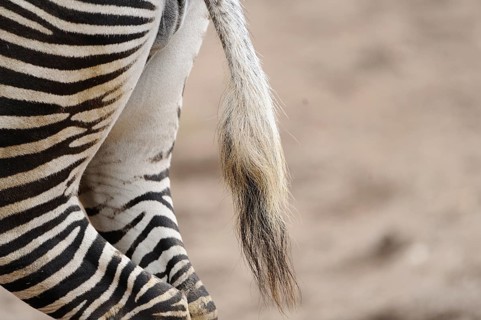 Close-up of a zebra with striped coat and tail in a natural environment, Grevy's zebra (Equus
