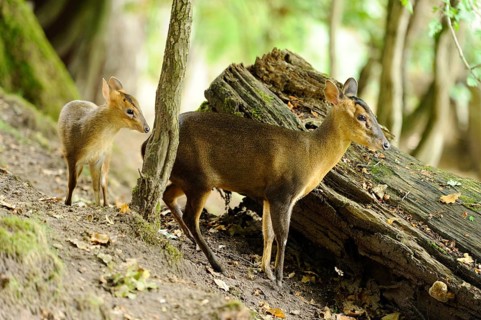 Two muntjacs standing in the forest near a tree trunk, surrounded by green foliage, Chinese muntjac