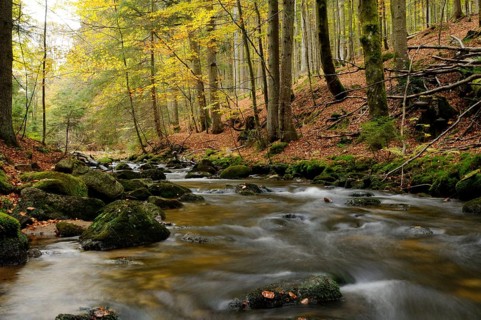 A stream meanders through an autumnal forest, surrounded by bright foliage, Kleine Ohe, Bavarian