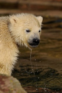 Young polar bear cub with water dripping from its mouth, polar bear (Ursus maritimus), captive