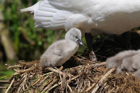 Grey swan chick sitting in the nest, next to a white-winged swan, Mute Swan (Cygnus olor),
