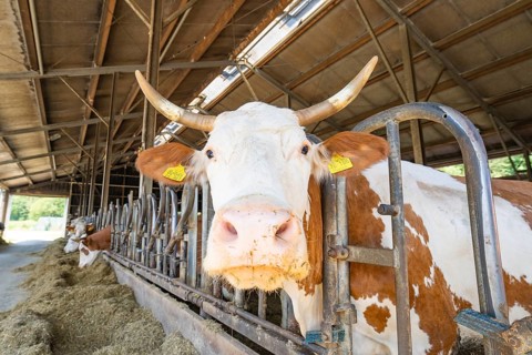 A cow is being fed in the barn and looks directly into the camera. Yellow ear tag and metal grid,