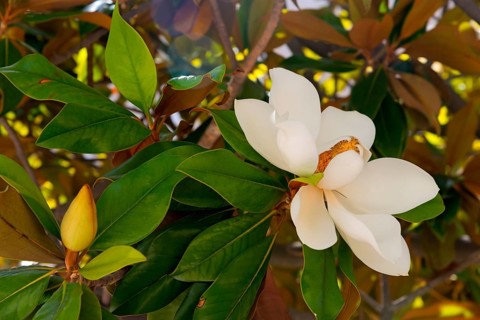Close-up of a white flower with green leaves, rubber tree, Indian rubber tree (Ficus elastica),