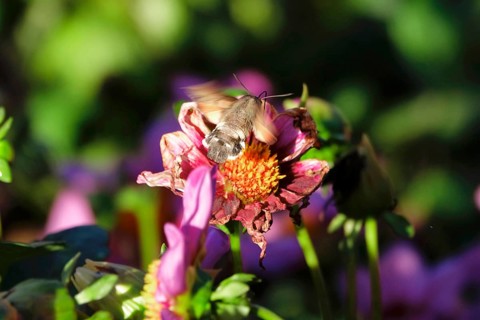Hummingbird hawk-moth, October, Saxony, Germany, Europe