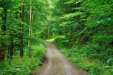 A quiet forest path leads through dense green trees, surrounded by lush foliage and nature,