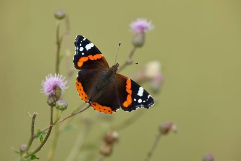 Admiral butterfly (Vanessa atalanta), butterfly sucking nectar from a thistle flower, insect,