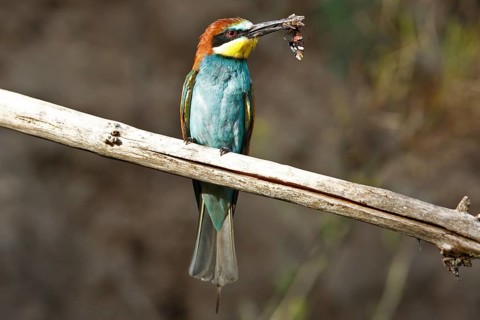 Bee-eater (Merops apiaster), bird on perch with insect in beak, Salzlandkreis, Saxony-Anhalt,