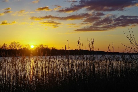Sunset over a lake with reeds in the foreground and colourful sky, Lake Gartow, Gartow, Wendland,