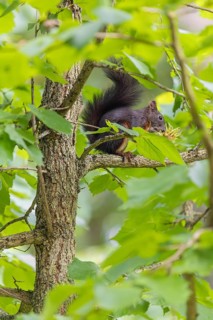 A  squirrel or Eurasian  squirrel (Sciurus vulgaris) eats from a Corylus colurna