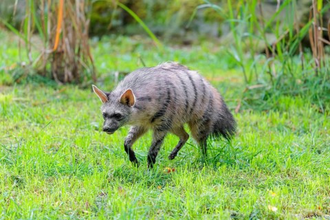 An aardwolf (Proteles cristatus) funs across a green meadow
