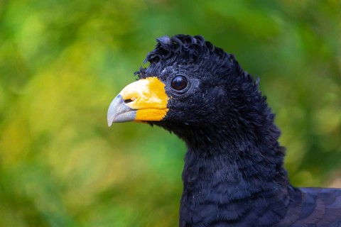 Portrait of a black curassow (Crax alector), also known as the crested curassow and the