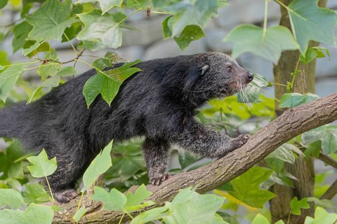 One binturong (Arctictis binturong), or bearcat balancing over branches framed by green leafs