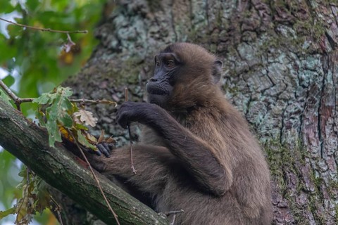 One female Gelada (Theropithecus gelada), or bleeding-heart monkey sitting high up in a tree