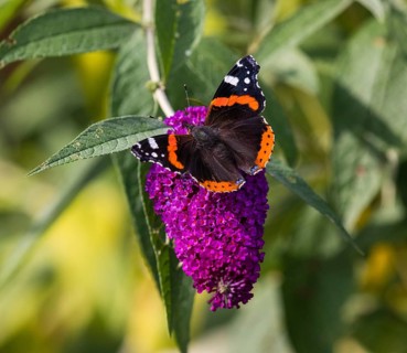 Red Admiral (Vanessa atalanta), butterfly feeding on Buddleia flowers, Hesse, Germany, Europe