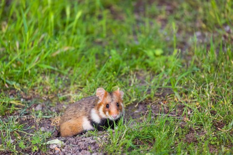 A European hamster (Cricetus cricetus), Eurasian hamster, black-bellied hamster or common hamster,