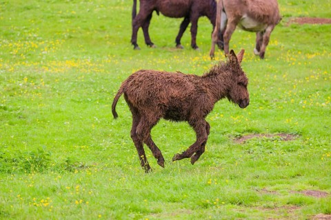 A mixed breed donkey foal runs across a green meadow