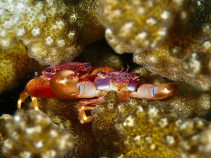 Red and orange crab, purple coral crab (Trapezia cymodoce), between brown corals in close-up, dive