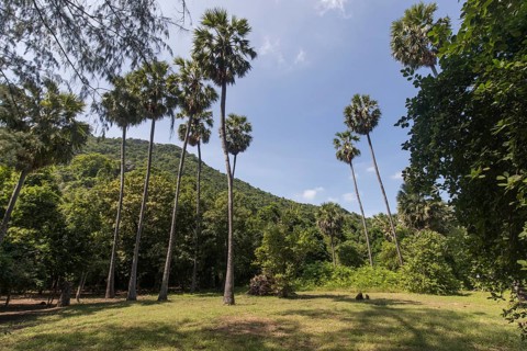 Palm trees on Hat Laem Sala beach, Hua Hin, Prachuap Khiri Khan province, Thailand, Asia