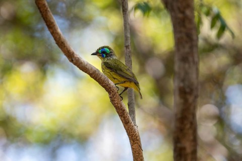Bird, Mallet Asity (Philipitta schlegeli) in the dry forests of the Tsingy de Bemaraha National