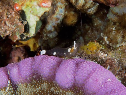 Transparent shrimp, peacock anemone shrimp (Ancylocaris brevicarpalis), resting on a purple